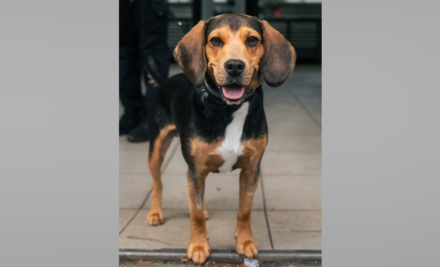 Arlo (Hund von Yves)